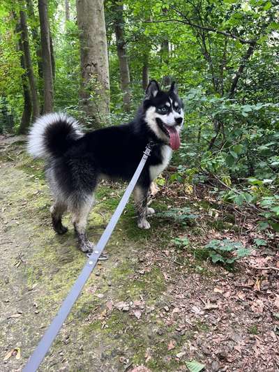 Pomsky-Beitrag-Bild