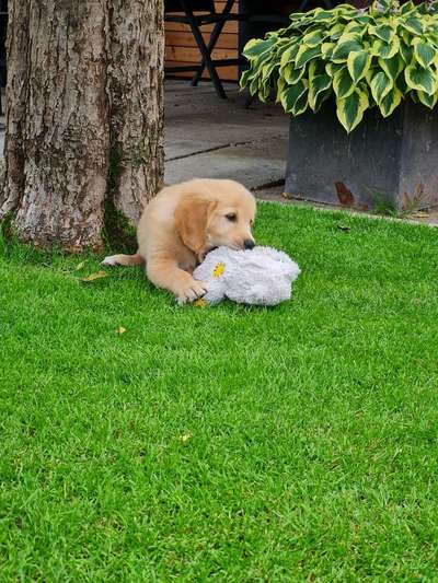 Golden Retriever-Beitrag-Bild
