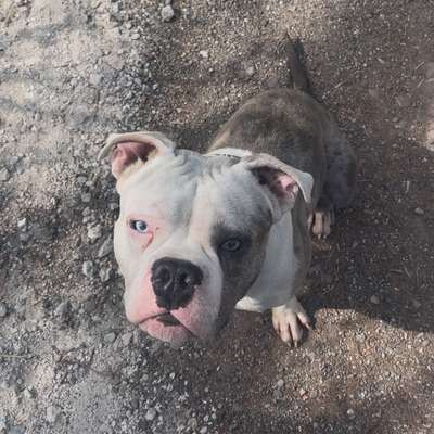 Hundetreffen-Spazier Partner/in gesucht-Bild