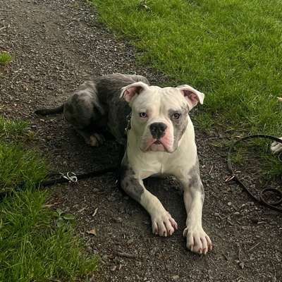 Hundetreffen-Spazier Partner/in gesucht-Bild