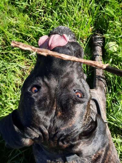 Fotochallenge Guten Appetit! Dein Hund beim futtern-Beitrag-Bild