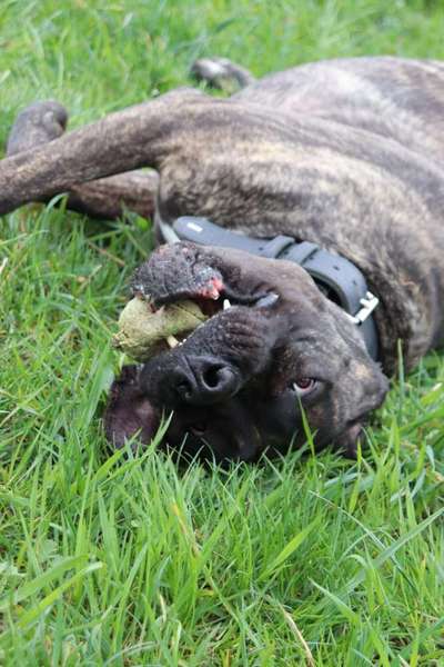 Lieblingsbild von euren Hunden?-Beitrag-Bild