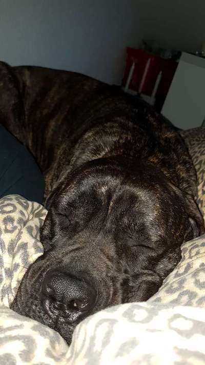 38.Handy Foto Challenche.
Hier das neue Thema: "Zeigt eure Kuschelmonster"🤗-Beitrag-Bild