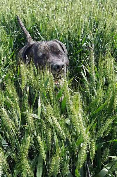 5. Hund im hohen Gras-Beitrag-Bild