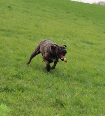 Lustigsten Grimassen von euren Hunden-Beitrag-Bild