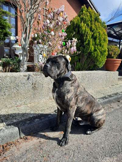 Die Dogorama Kalender Challenge Teil 3/4-Beitrag-Bild