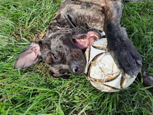 Lieblingsbild von euren Hunden?-Beitrag-Bild