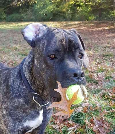 Lieblingsbild von euren Hunden?-Beitrag-Bild