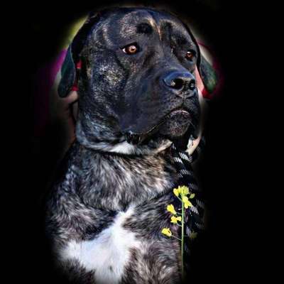 Lieblingsbild von euren Hunden?-Beitrag-Bild