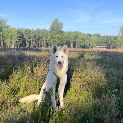 Hundetreffen-Gemeinsame Spaziergänge-Bild