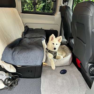 Autofahren: Hund im Fußraum richtig sichern-Beitrag-Bild