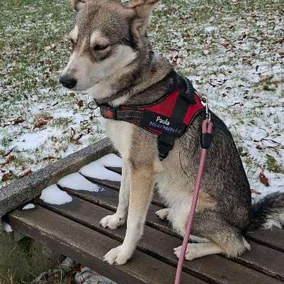 Hundetreffen-Gassi Runde /Spiel Runde-Bild