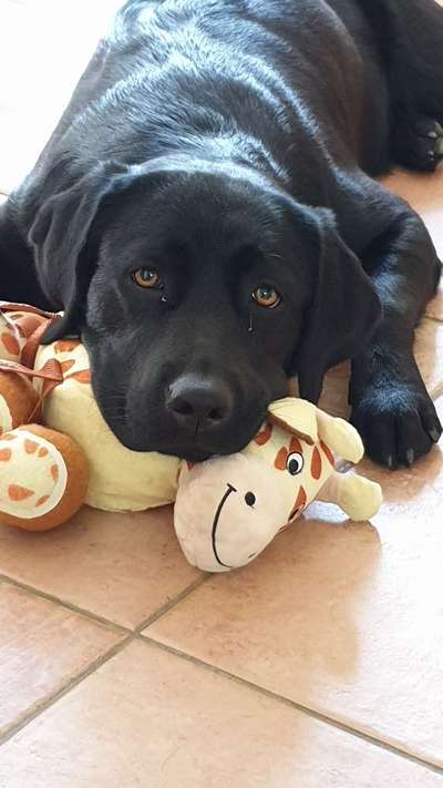 Labradorfans-Beitrag-Bild