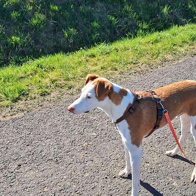 Hundetreffen-Gassi Treffen-Bild