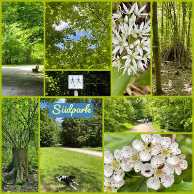 Dansky (Dansk-Svensk Gårdshund)-Beitrag-Bild