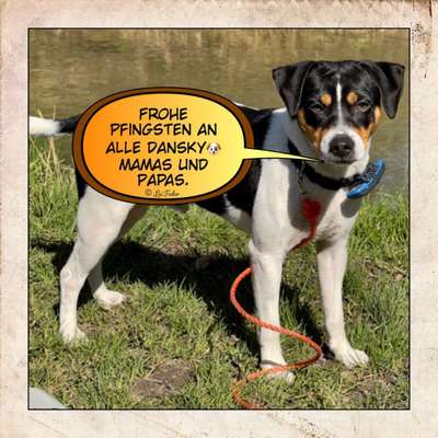 Dansky (Dansk-Svensk Gårdshund)-Beitrag-Bild