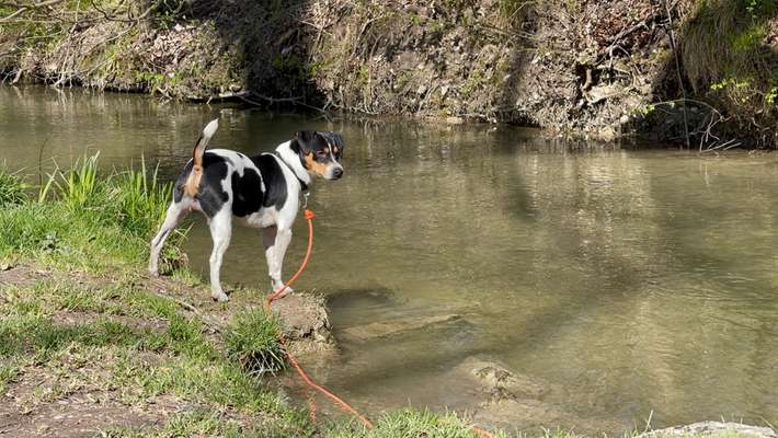 Dansky (Dansk-Svensk Gårdshund)-Beitrag-Bild