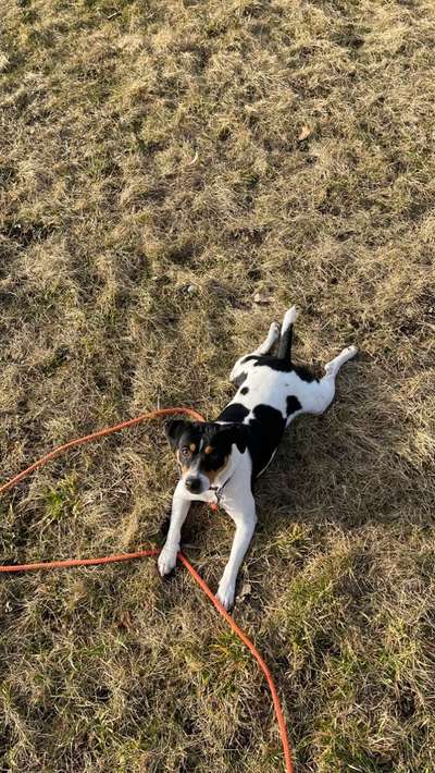 Dansky (Dansk-Svensk Gårdshund)-Beitrag-Bild