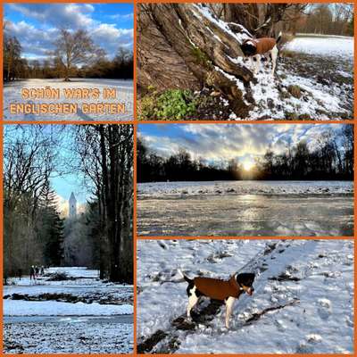 Dansky (Dansk-Svensk Gårdshund)-Beitrag-Bild