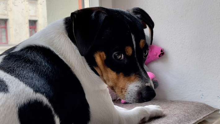 Dansky (Dansk-Svensk Gårdshund)-Beitrag-Bild