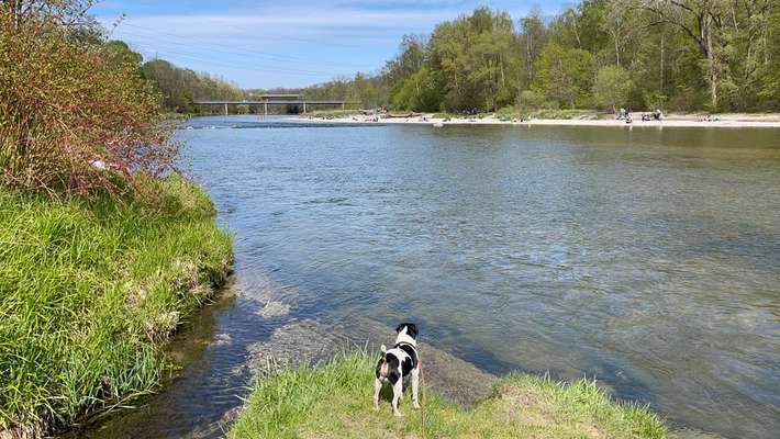 Dansky (Dansk-Svensk Gårdshund)-Beitrag-Bild