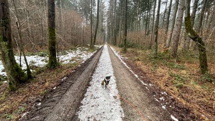 Dansky (Dansk-Svensk Gårdshund)-Beitrag-Bild