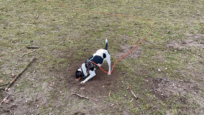 Dansky (Dansk-Svensk Gårdshund)-Beitrag-Bild