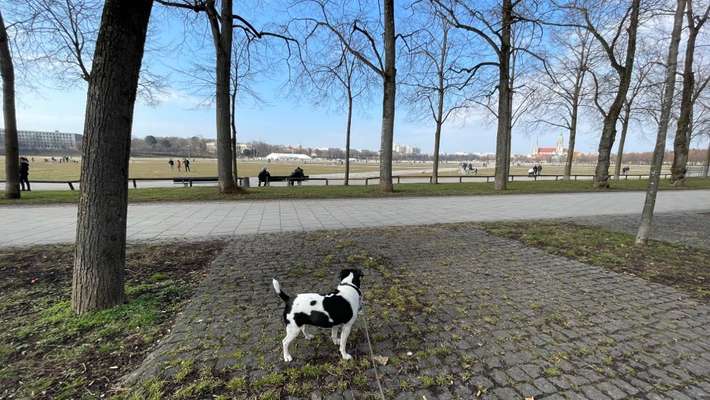 Dansky (Dansk-Svensk Gårdshund)-Beitrag-Bild