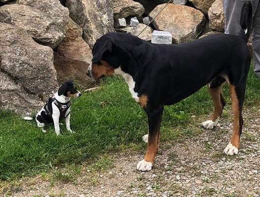 Dansky (Dansk-Svensk Gårdshund)-Beitrag-Bild