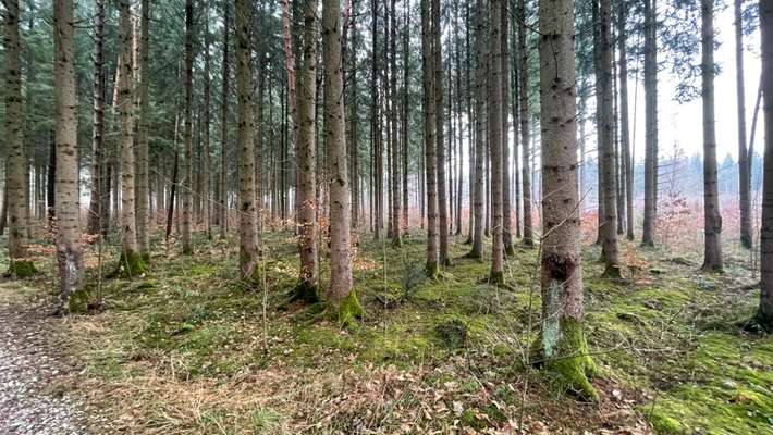 Dansky (Dansk-Svensk Gårdshund)-Beitrag-Bild