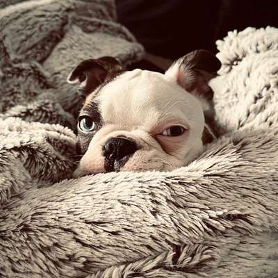 Hundetreffen-Spielfreunde für Bounty-Bild