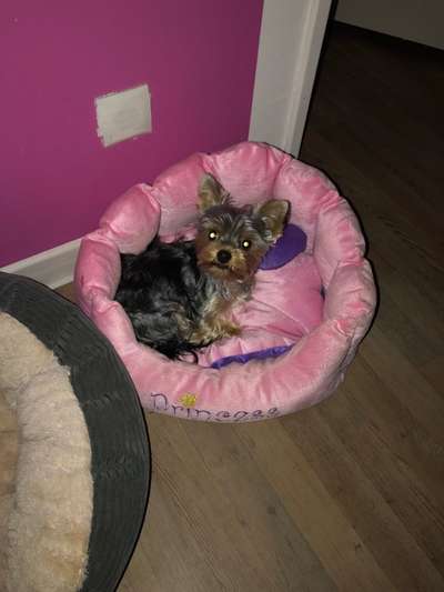 Yorkshire Terrier-Beitrag-Bild
