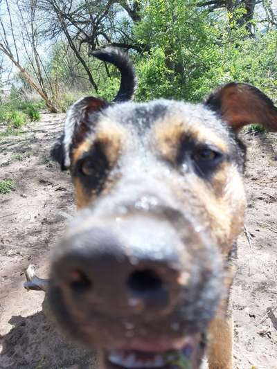 Dogorama Photo Challenge - Spielgesicht-Beitrag-Bild