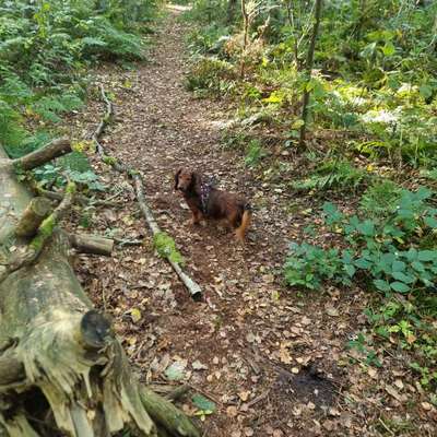 Hundetreffen-🐾 Spiel und Gassirunde 🐾-Bild