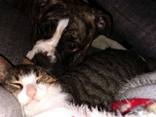 Hund und Katz Momente-Beitrag-Bild