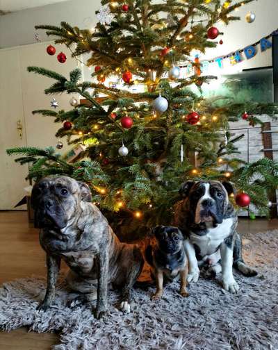 Olde English Bulldogge-Beitrag-Bild