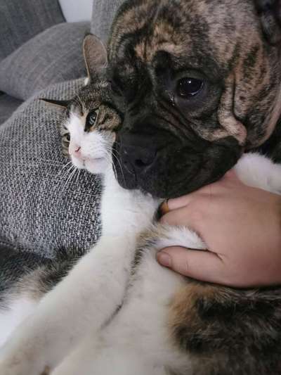 Hund und Katz Momente-Beitrag-Bild