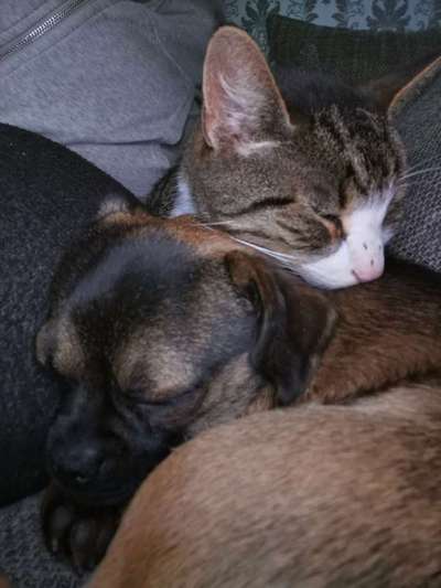 Hund und Katz Momente-Beitrag-Bild