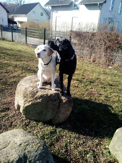 Labradorfans-Beitrag-Bild