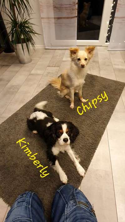 Welche Hunderasse-Beitrag-Bild