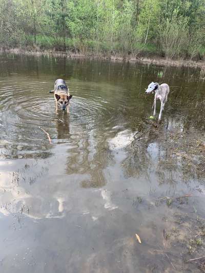 Die Dogorama Wochen Challenge "Friends will be Friends"-Beitrag-Bild