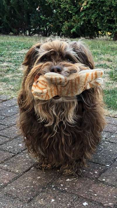 Die Dogorama Kalender Challenge Titelbild-Beitrag-Bild