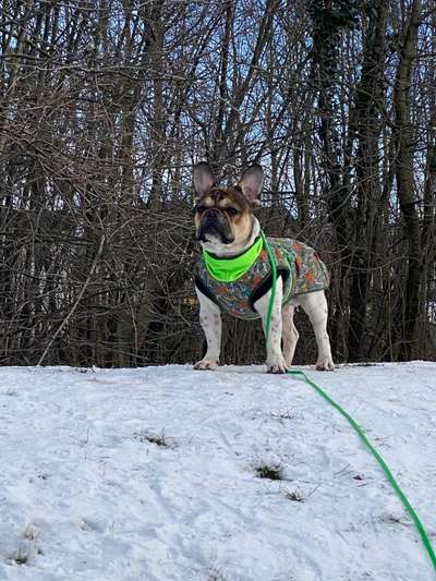 Französische Bulldoggen-Beitrag-Bild