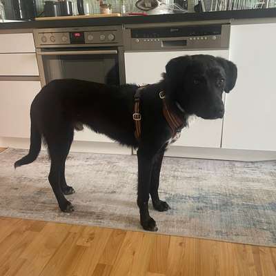 Und plötzlich haben wir einen Listenhund?-Beitrag-Bild