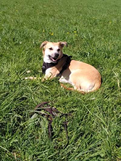 Auslandstierschutz-Beitrag-Bild