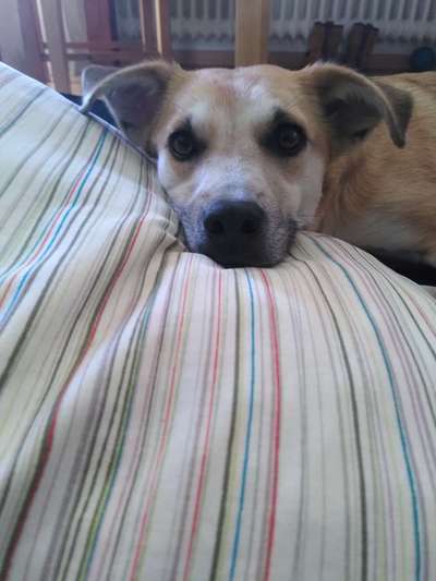 Auslandstierschutz-Beitrag-Bild