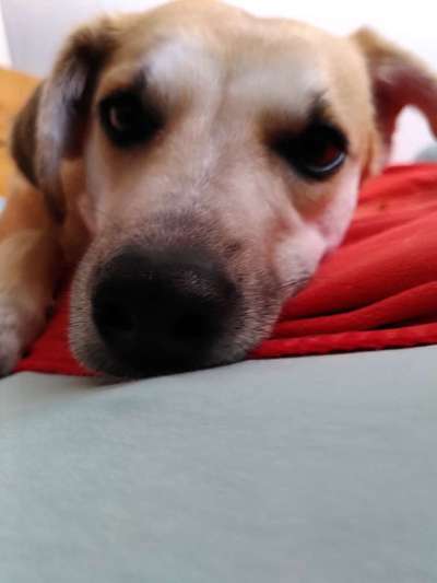 Auslandstierschutz-Beitrag-Bild