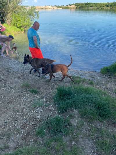 Hundeauslaufgebiet-Hundestrand am Guggi-Bild