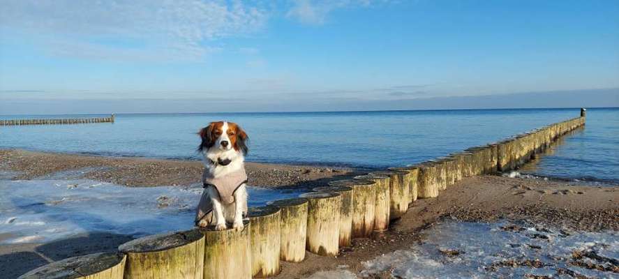 Dogorama Photo Challenge - Winterstimmung-Beitrag-Bild