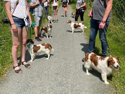 Kooikerhondje-Beitrag-Bild